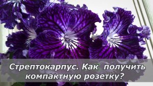 Укрощение розетки стрептокарпуса