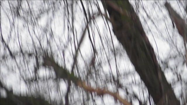 CrowHunting dec 21