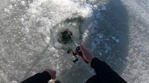 Ловля окуня зимой со льда. / Ice fishing for perch in winter.