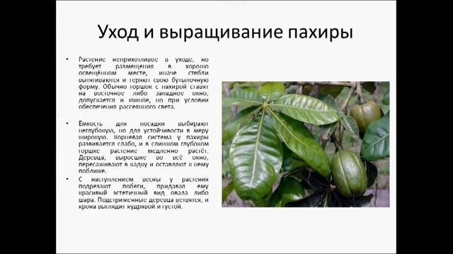 ПАХИРА смотреть онлайн