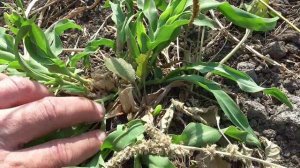 Сидераты летом. Сорго. Отрастание новых стеблей после скашивания