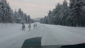 Олени в Финляндии
