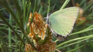 БИОСФЕРА: 158. Малинница (Callophrys rubi)