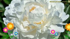 Пион многоцветковый. Краткий обзор, описание характеристик paeonia lactiflora Айсберг