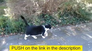 Германия. Кошки, гуляющие сами по себе. Есть ли в Германии бездомные животные? Cats