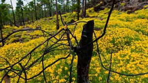 Норвежский фотохудожник Терье Соргьерд.webm