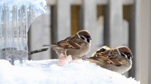 Поёт зима - аукает ....