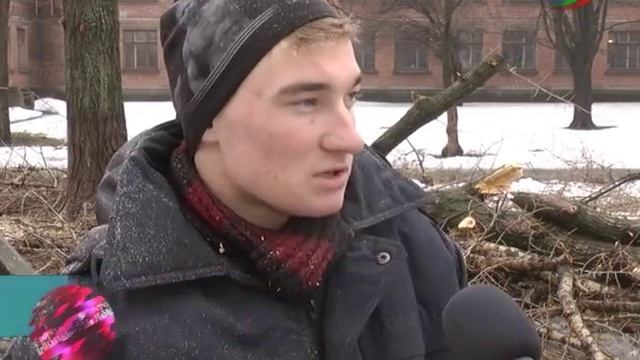 Старые тополя в Харцызске омолодят. смотреть онлайн