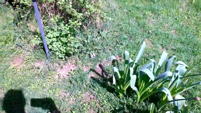 ГРУША ? ФИЕРИЧНА. ФАНТАСТИЧНА. смотреть онлайн