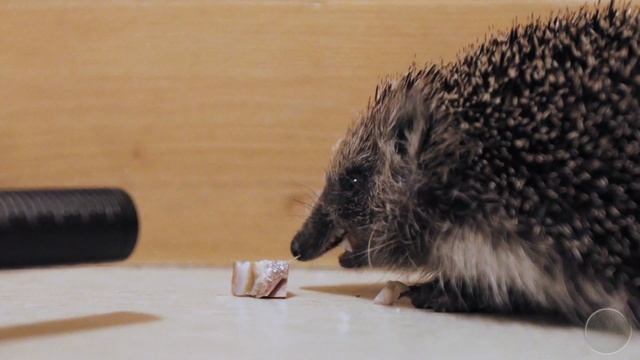 Ёжик фыркает и жуёт / Hedgehog snorts and chewing (4k HQ sound) смотреть онлайн