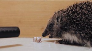 Ёжик фыркает и жуёт / Hedgehog snorts and chewing (4k HQ sound)