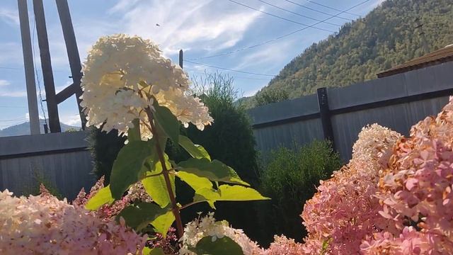 23.09.2023.Гортензии продолжают нас радовать своим цветением ? смотреть онлайн