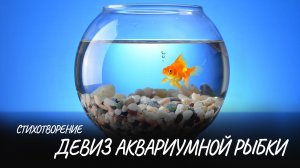 Девиз аквариумной рыбки #стих