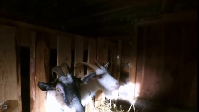 8 ДНЕЙ БЕЗ СВЕТА!/Муж на крыше/Я на хозяйстве/Тусовка с козлами смотреть онлайн