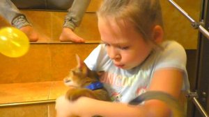 Наша Абиссинская кошка Нита или игры с котенком