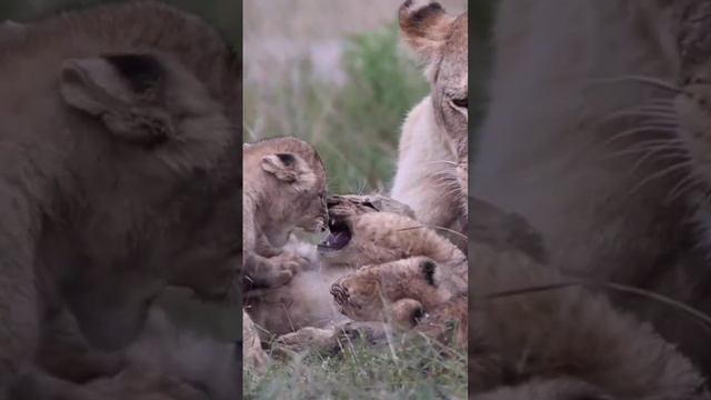 Lions.mp4 смотреть онлайн