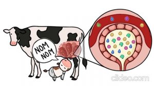 Из чего состоит молоко. Очень интересно.