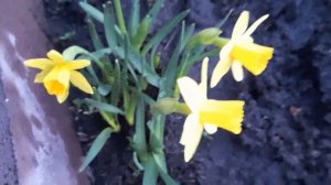 #нарцисс #ТетаТет / 2023г. Жёлтая клумба Нарцисс Тет-а-Тет ( лат. narcissus ). Видео 2