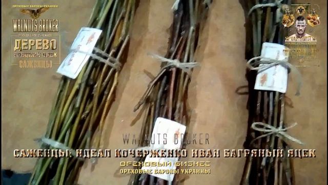 Черенки для перепрививки ореха сорт Кочерженко, сорт Иван Багряный, Walnuts Broker