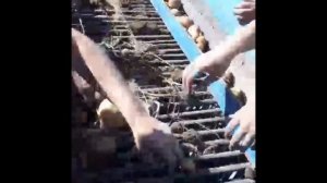 А10.Копалка "А10 RMZ" 50cm для сбора    картофеля