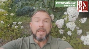 Друг или враг? Клопы-солдатики - украшение наших садов и убийцы слизней или враги урожая?