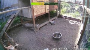 Курятник. Жизнь в курятнике. Можно покормить онлайн. Chicken coop stream. Online feed