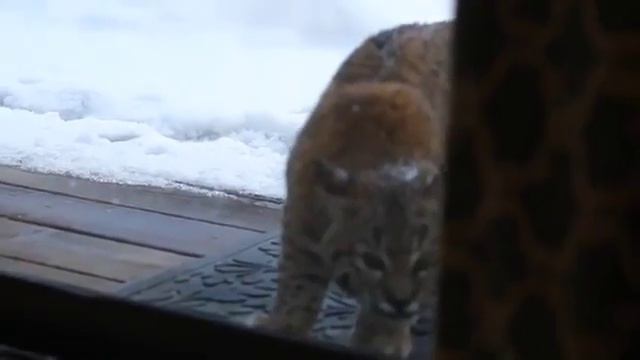 Кот злится на рысь смотреть онлайн