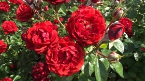 Rosa var. Scarlet Bonica