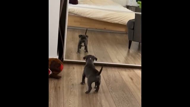 Animals Seeing Themselves For The First Time! смотреть онлайн