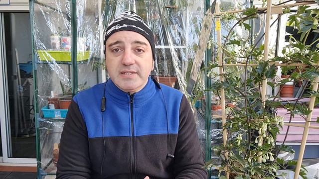 CLEMATIS : consigue una EXPLOSION DE COLOR y conoce los CUIDADOS de esta fascinante TREPADORA .