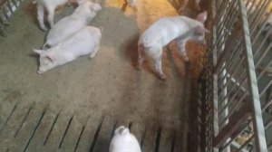 Содержание свиней без подстилки и  уборки навоза.Мой вариант клеток для свиноматок откорма и порося