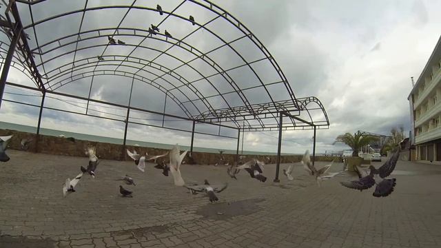 Гули гули голуби. Топнул и разлетелись. Набережная Лазаревское смотреть онлайн