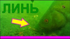 ЛИНЬ. Lín. Поклевка линя, съёмка под водой. поплавок Fishing. Насадка- червь, Рыбалка- как вижу её Я