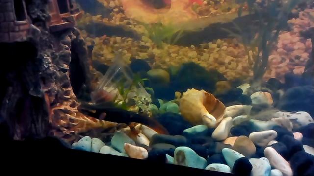 Крокодиловые тритоны смотреть онлайн