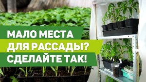 КАК ВЫРАЩИВАТЬ РАССАДУ, ЕСЛИ НЕ ХВАТАЕТ ПОДОКОННИКОВ. Опыт бывалого садовода