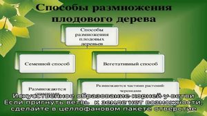 Три способа размножения плодовых деревьев