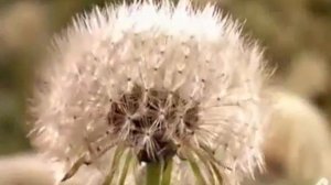 Ты искупил мир от греха - (караоке плюс)