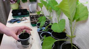 Рассада БАКЛАЖАН. Уход за рассадой баклажан и пикировка