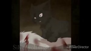 Коты воители Грач и Ласточка