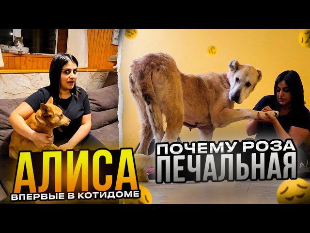 Проша кидается на Алабайку от ревности, срочно забирайте его. ВПЕРВЫЕ Алису принесли в КотиДом.