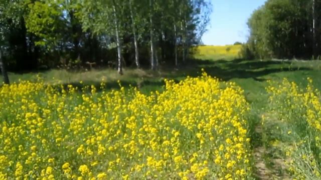 Весенний медонос озимая сурепка. Как выглядит после зимы. Начало цветения. смотреть онлайн