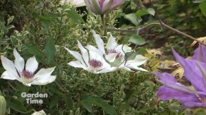 Clematis Garden Recognition