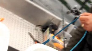 РЫБАЛКА НА МОНСТРОВ В НОРВЕГИИ ПАЛТУС 41КГhttp://wild-fishing-norway.ru/