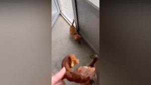 Коты эволюционируют ?