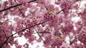 Музыка Рейки для сеансов с колокольчиком каждые 3 минуты - Reiki Healing Music Bell every 3 minutes