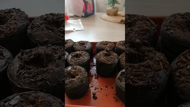 как правельно посадить семена эустомы. смотреть онлайн