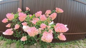 Разгадка - почему ржавела моя метельчатая гортензия.