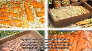 Особенности хранения моркови в пакетах  зимой в подполе