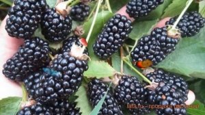 Ежевика обыкновенная Бжезина (rubus fruticosa bzhezina) ? обзор: как сажать, саженцы ежевики Бжезин