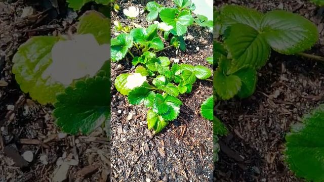 Strawberry Blossoms #arizona #urbangardening #strawberry #strawberryblossoms